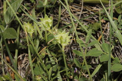 Onobrychis aequidentata