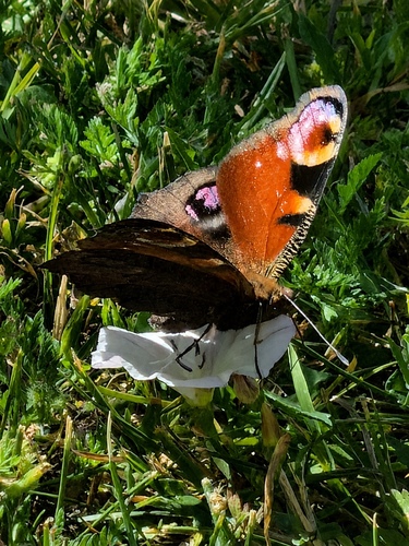 European Peacock Butterfly