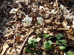 Cardamine trifolia