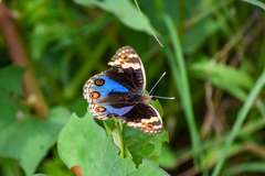 Junonia orithya