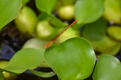 Ceriagrion praetermissum
