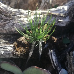 Eriospermum proliferum