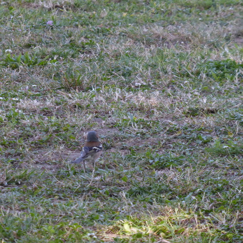 Common Chaffinch