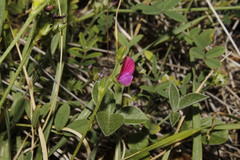 Onobrychis aequidentata