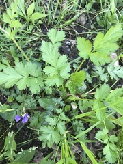 Geum vernum