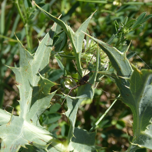 European Harvestman