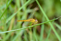 Crocothemis servilia