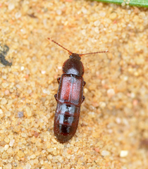 Acidota crenata