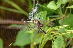Argiope catenulata