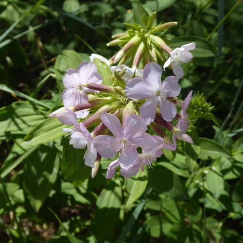 common soapwort