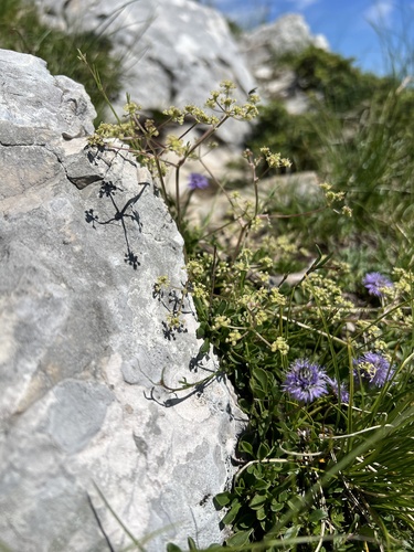 Trinia glauca, photograph 2