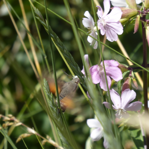 Eurasian Hummingbird Hawkmoth