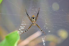 Argiope catenulata
