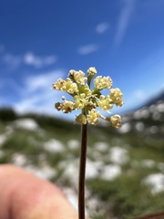 Trinia glauca, photograph author not stated, no rights reserved