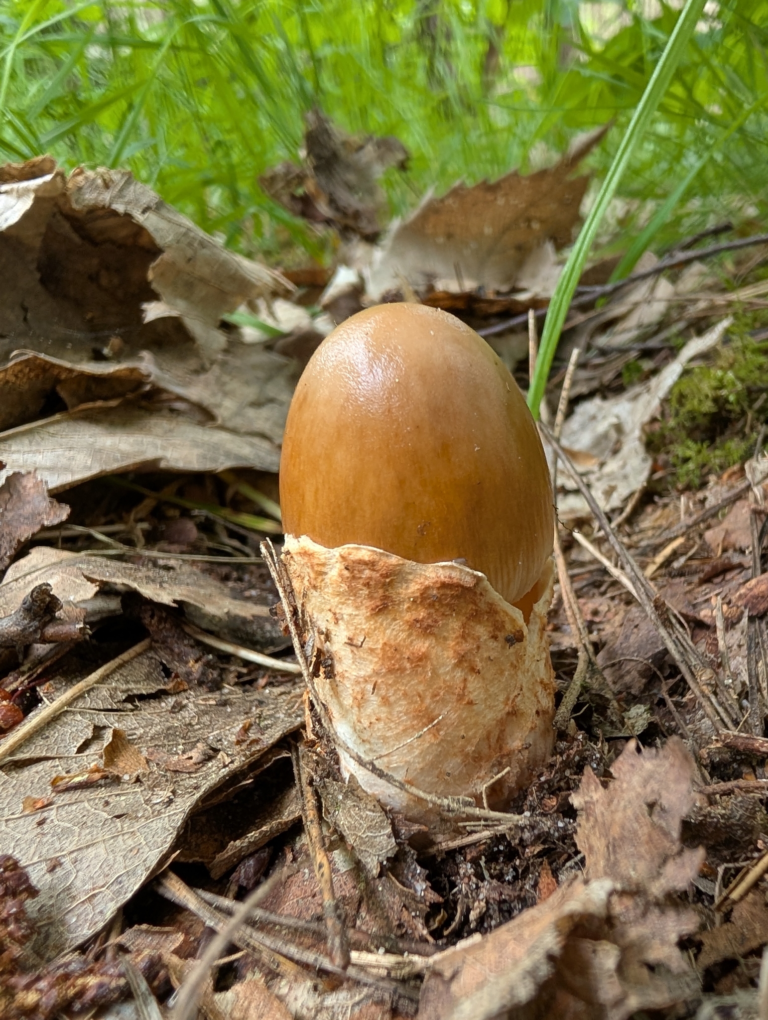 Muchomor rdzawobrązowy