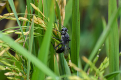 Sphex argentatus