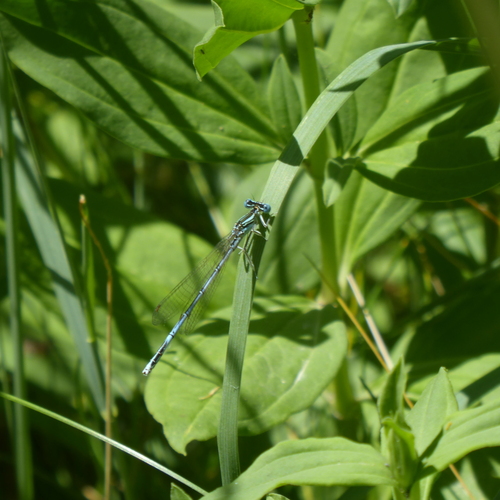 Blue Featherleg