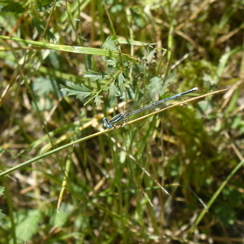 Blue Featherleg