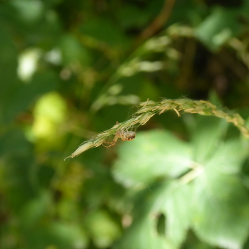 Philodromus aureolus