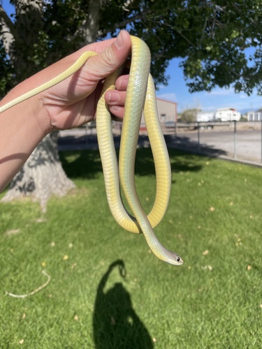 Western Yellow-bellied Racer