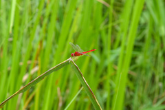 Crocothemis servilia