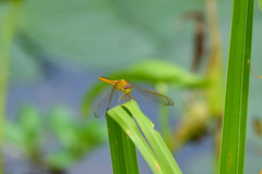 Crocothemis servilia