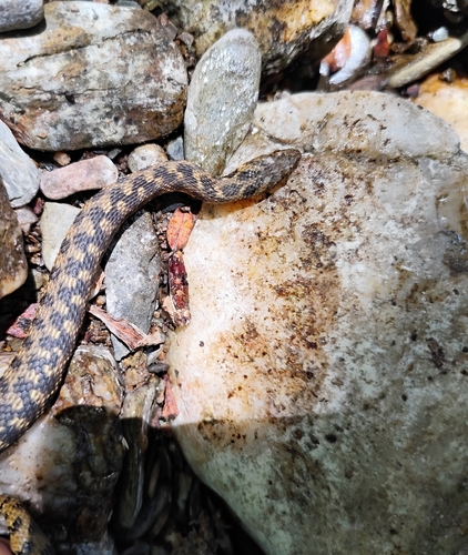 Viperine Snake