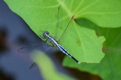 Acisoma panorpoides