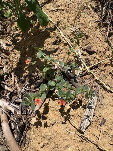 scarlet pimpernel