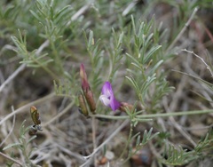 Astragalus subuliformis