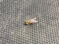 Syrphus knabi