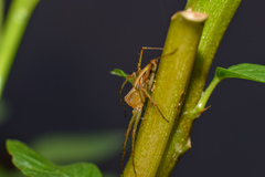 Oxyopes