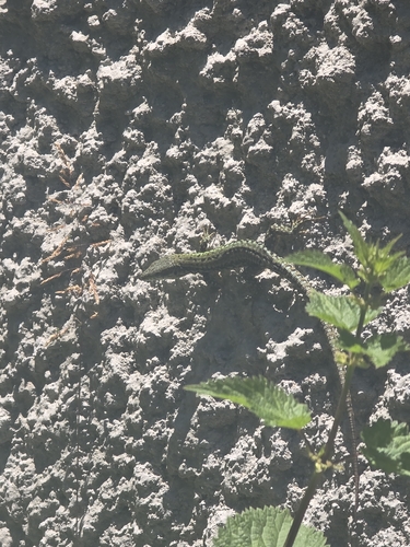 Common Wall Lizard