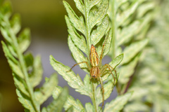 Oxyopes