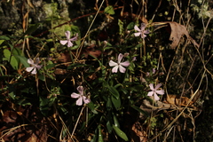 Silene caroliniana