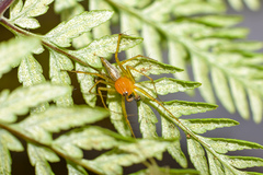 Oxyopes