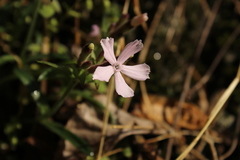 Silene caroliniana