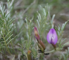 Astragalus subuliformis