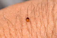 Coleoptera