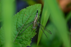 Acisoma panorpoides