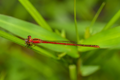 Agriocnemis femina