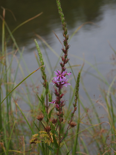 purple loosestrife