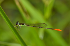 Agriocnemis femina