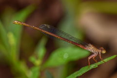 Ceriagrion praetermissum