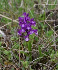 Anacamptis morio caucasica