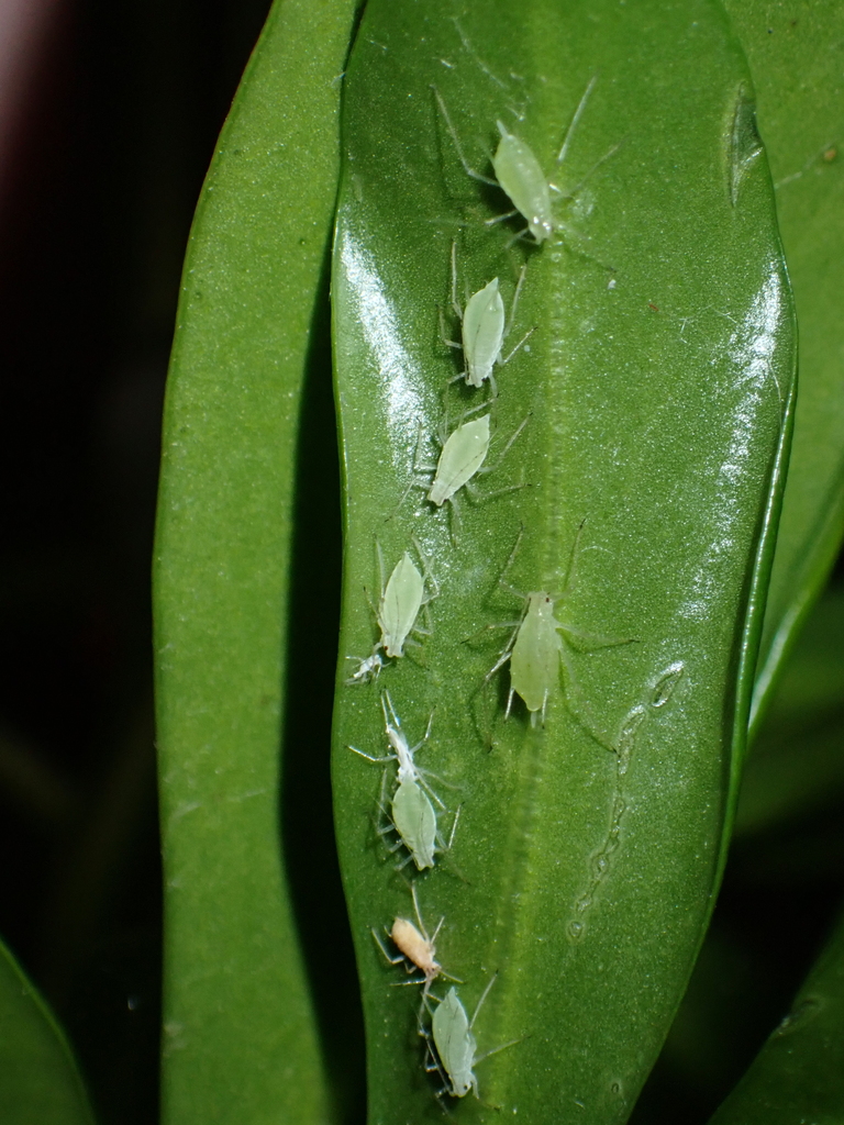 Macrosiphum daphnidis