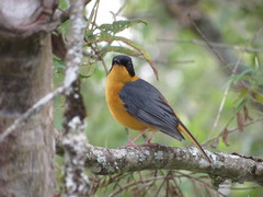 Cossypha dichroa dichroa