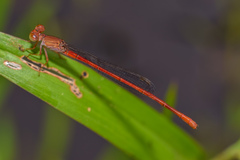 Ceriagrion praetermissum