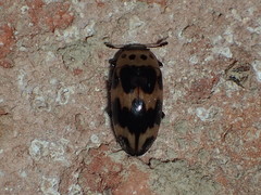 Ischyrus quadripunctatus