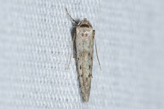 Hypatopa punctiferella